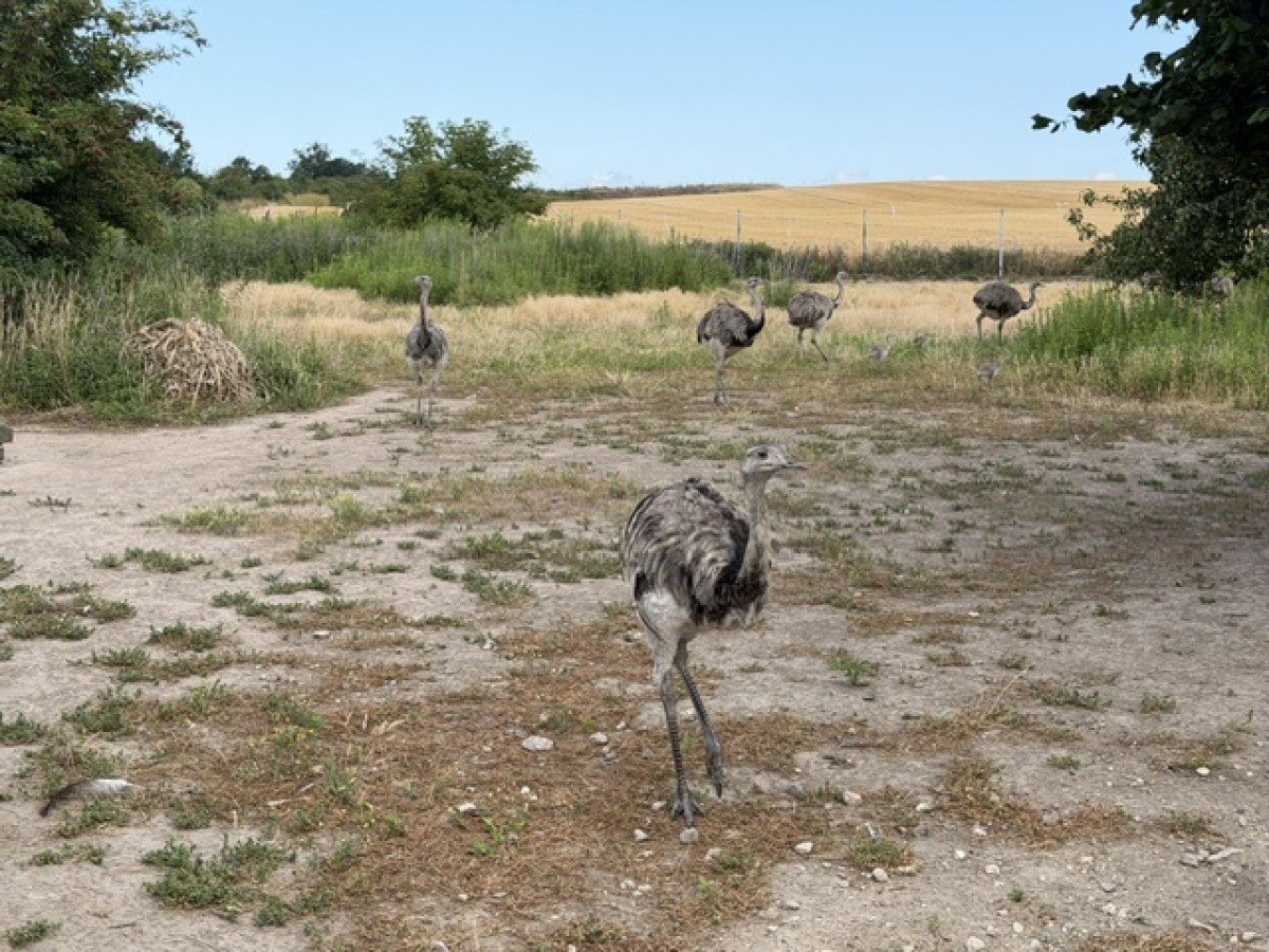 Die Nandus am Feldweg