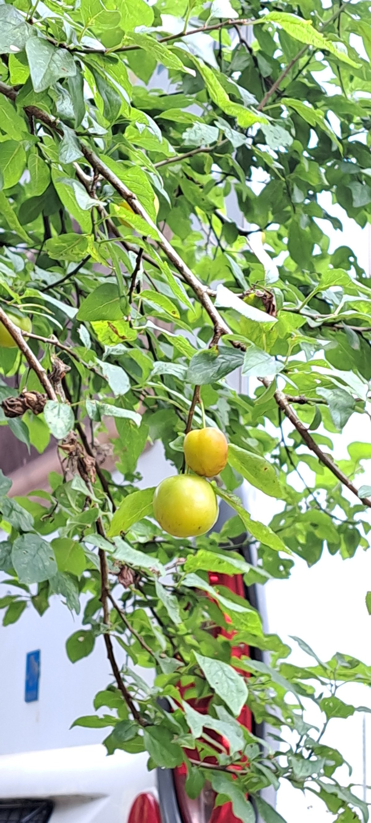 Naschen von den Obstbäumen