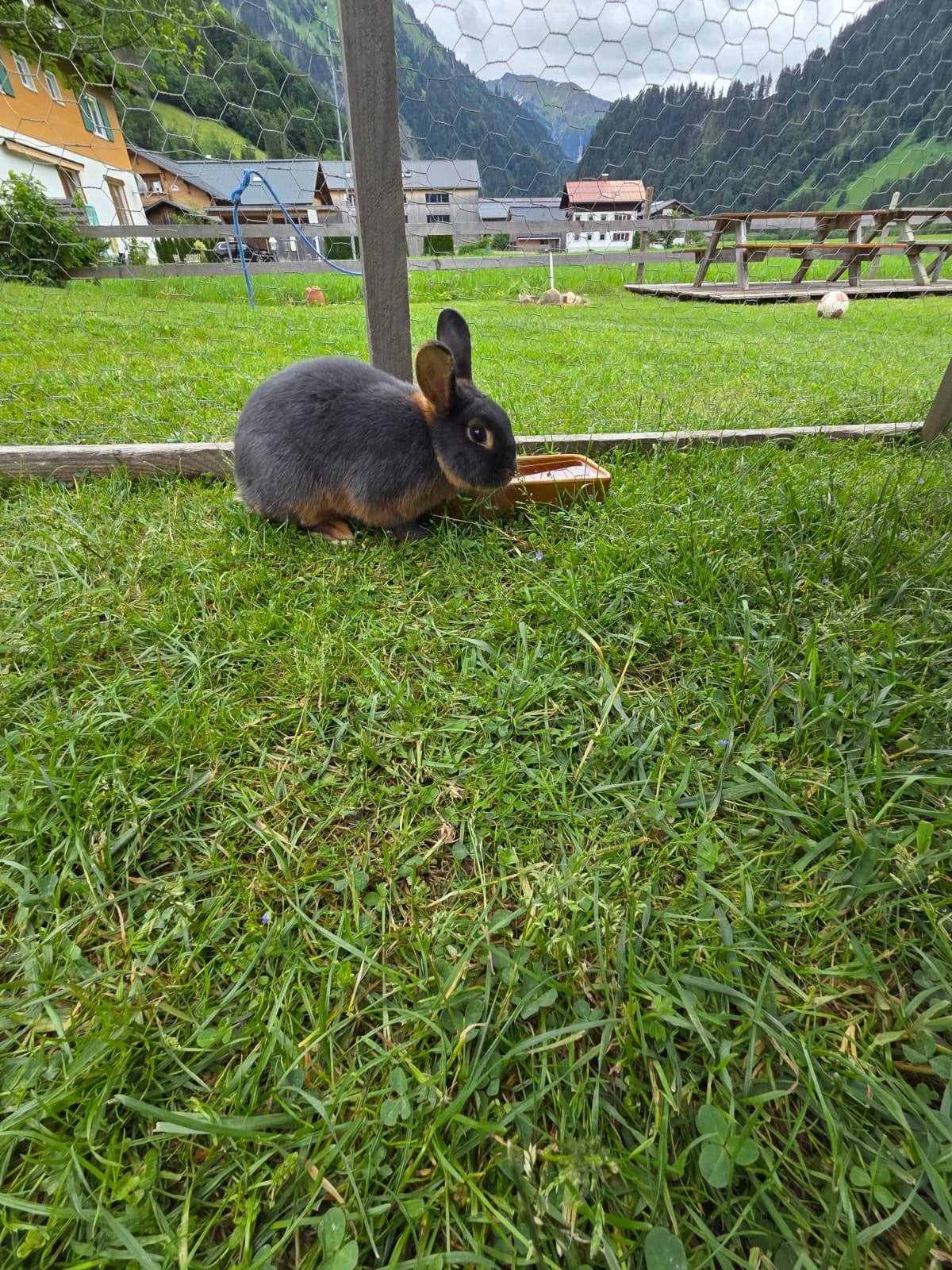Hasen 