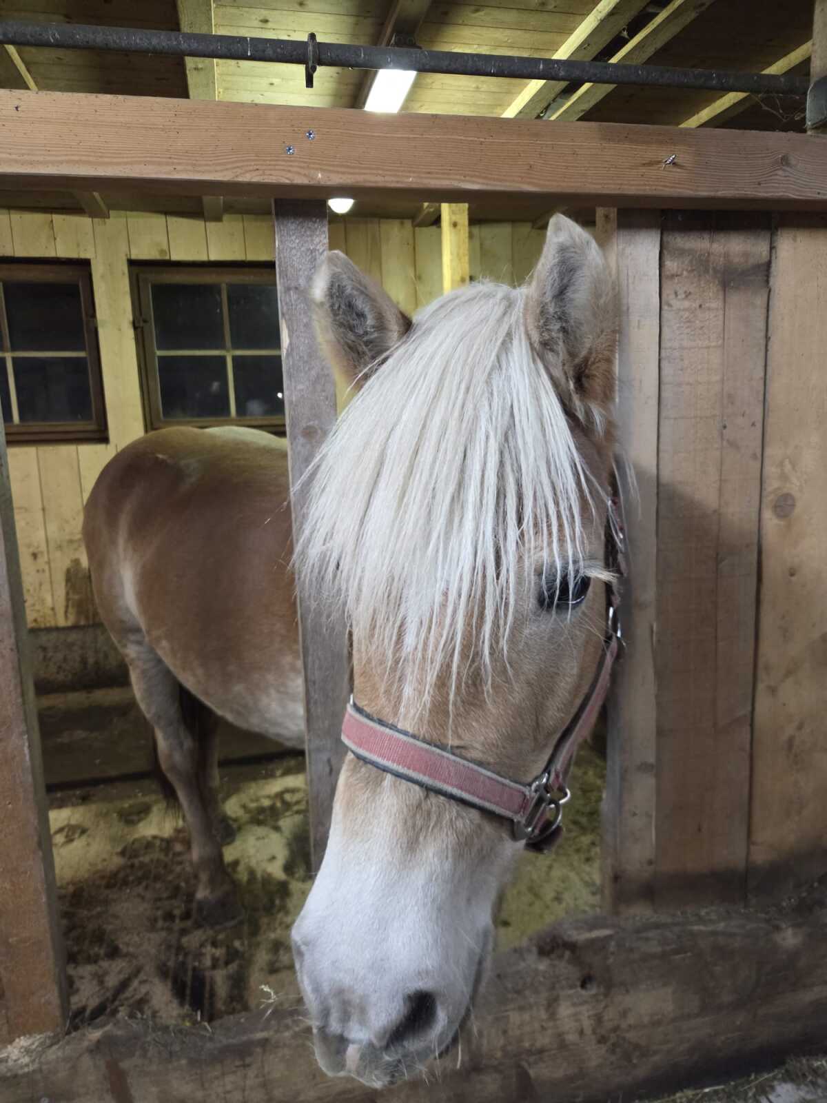Haflinger Freni