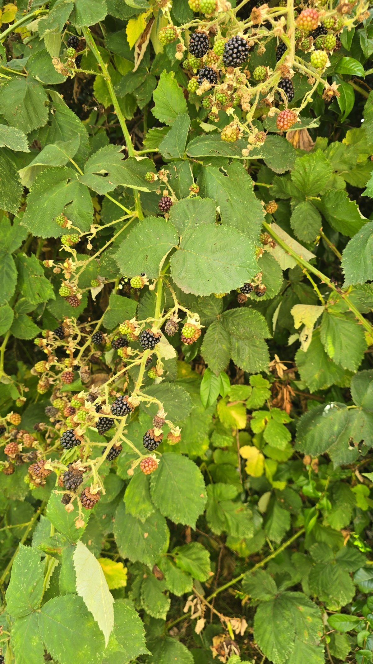 IMG-20260724-WA0008.jpeg