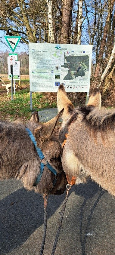 Eselwanderung am Lüntener Fischteich 
