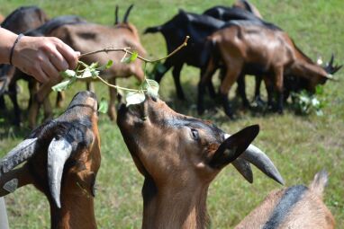 Unsere Tiere