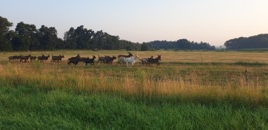 Unsere Tiere