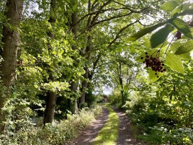 Versteckt im Wald