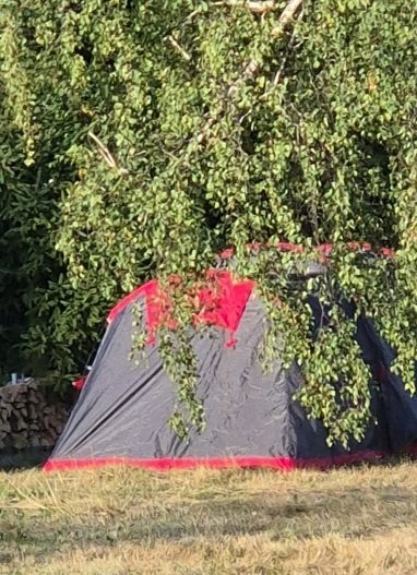 Unter der Birke ist auch Platz für ein Zelt.