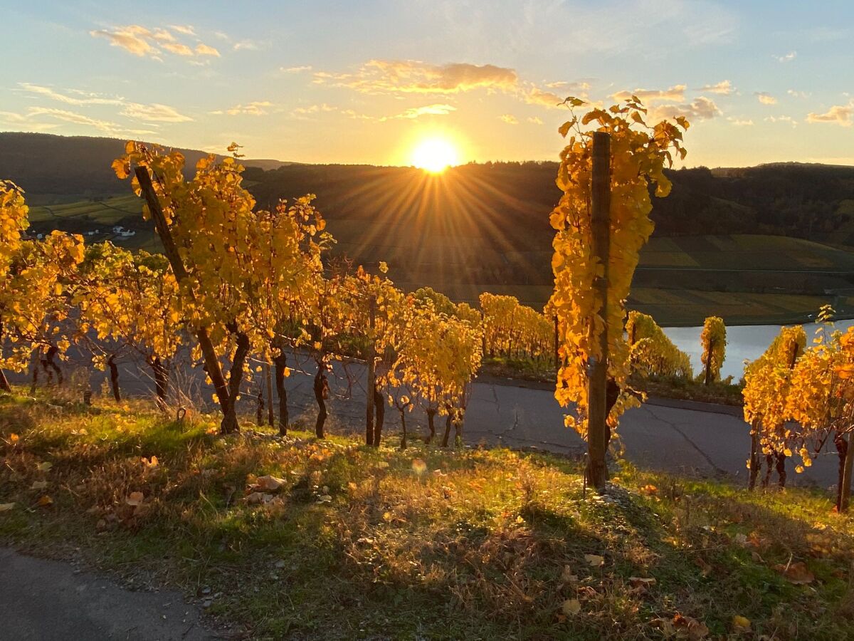 Mosel1.jpg