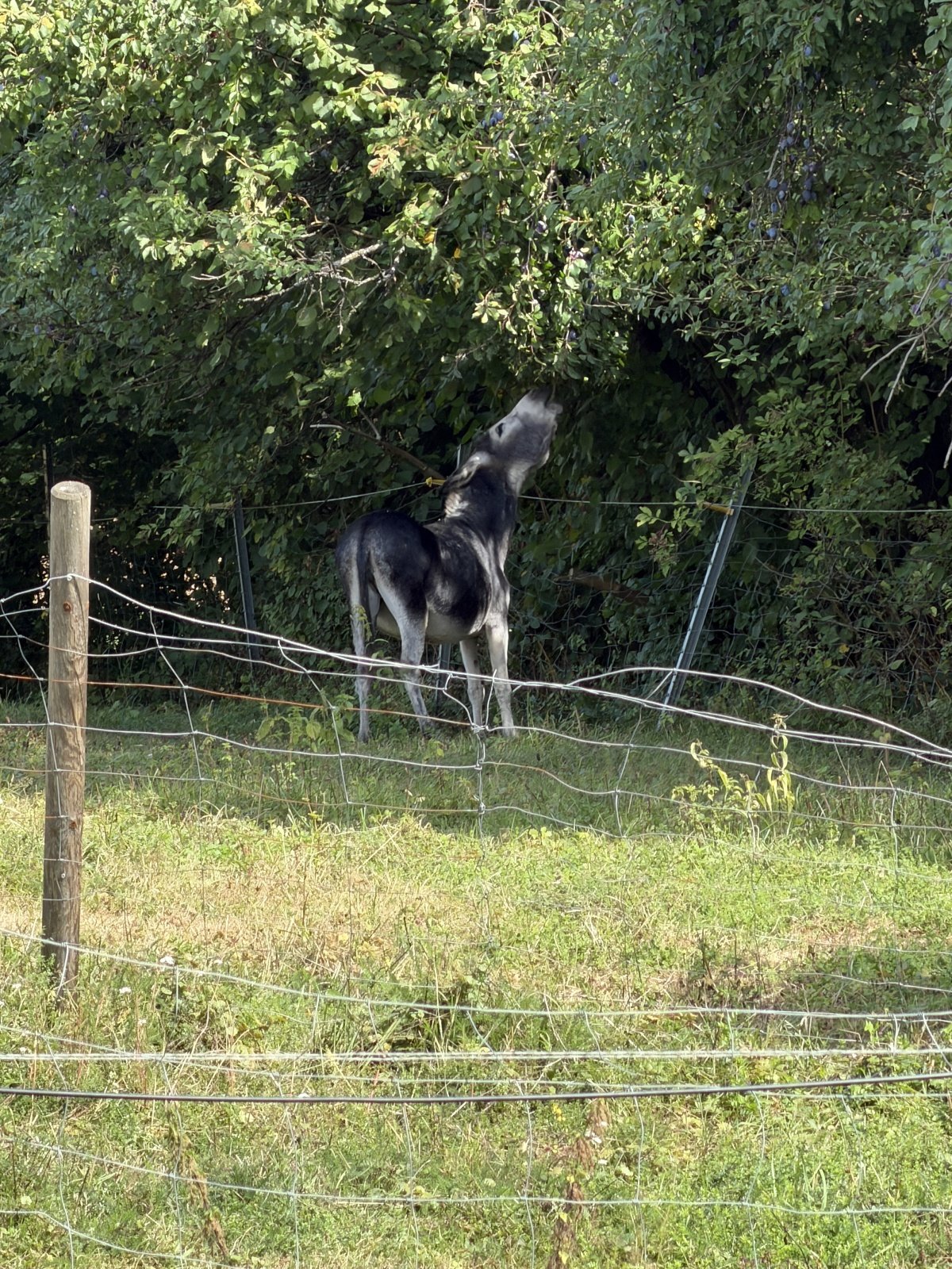 IMG_3593.jpeg