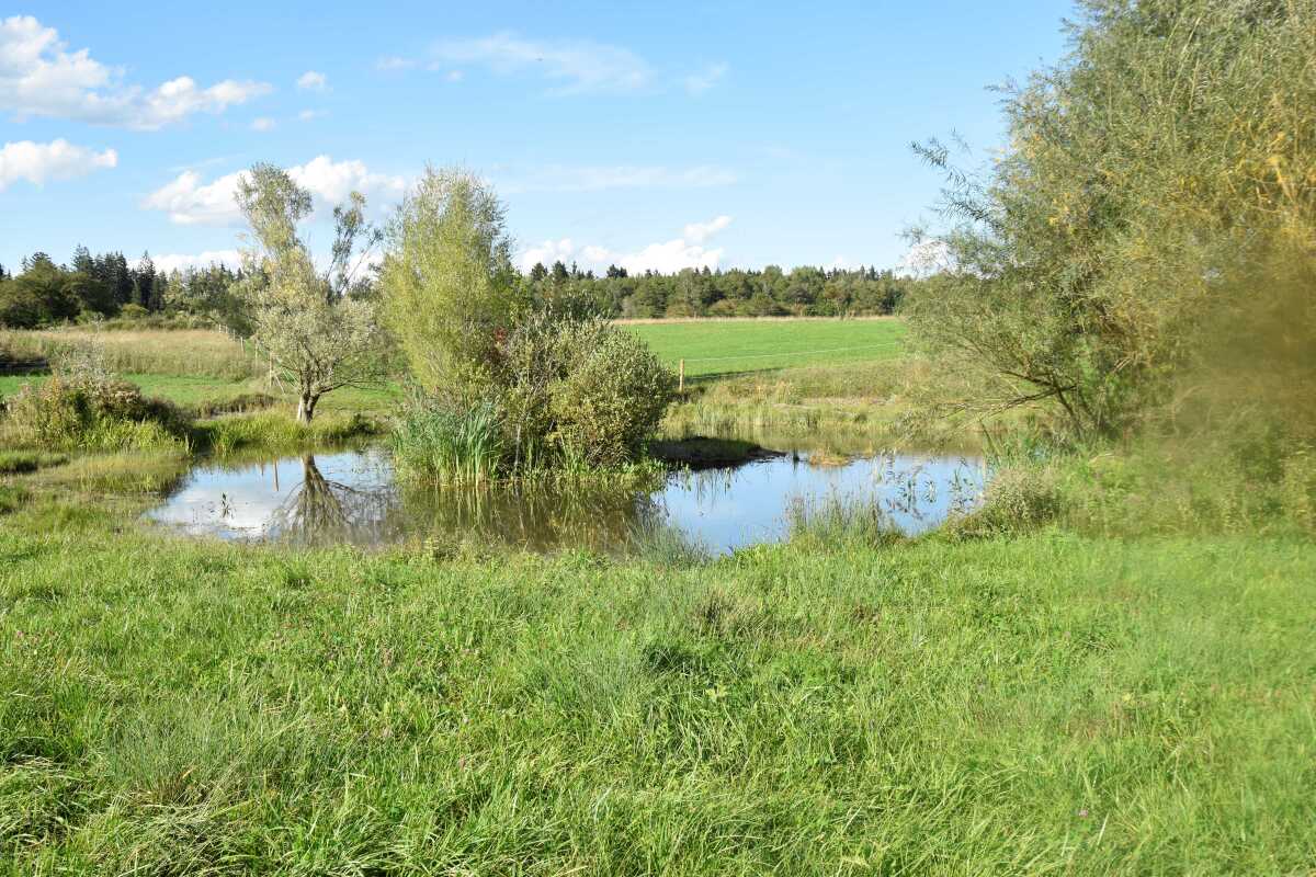 Facher Weiher in der Nähe der Plätze 1, 2,3,4