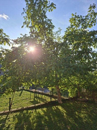 Der Schattenspender......ein Nußbaum