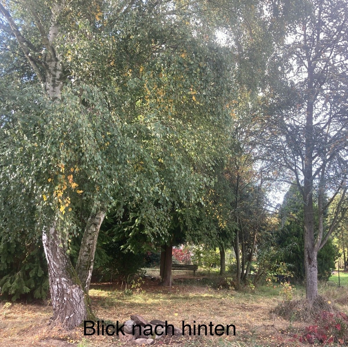 Hinter dir nur Bäume 