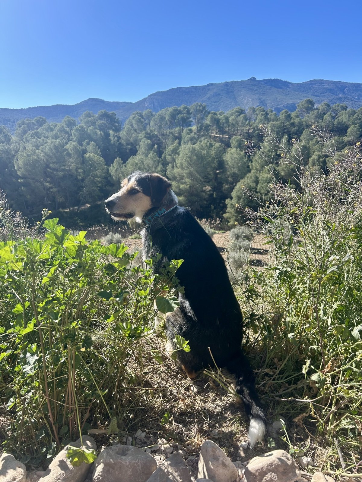 IMG_0617.jpeg