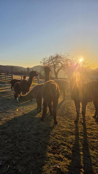 Aussicht und Tierwelt inclusive :-)  – Wohnmobilstellplatz in Geistthal-Södingberg