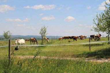 Pferde und Rinderweiden