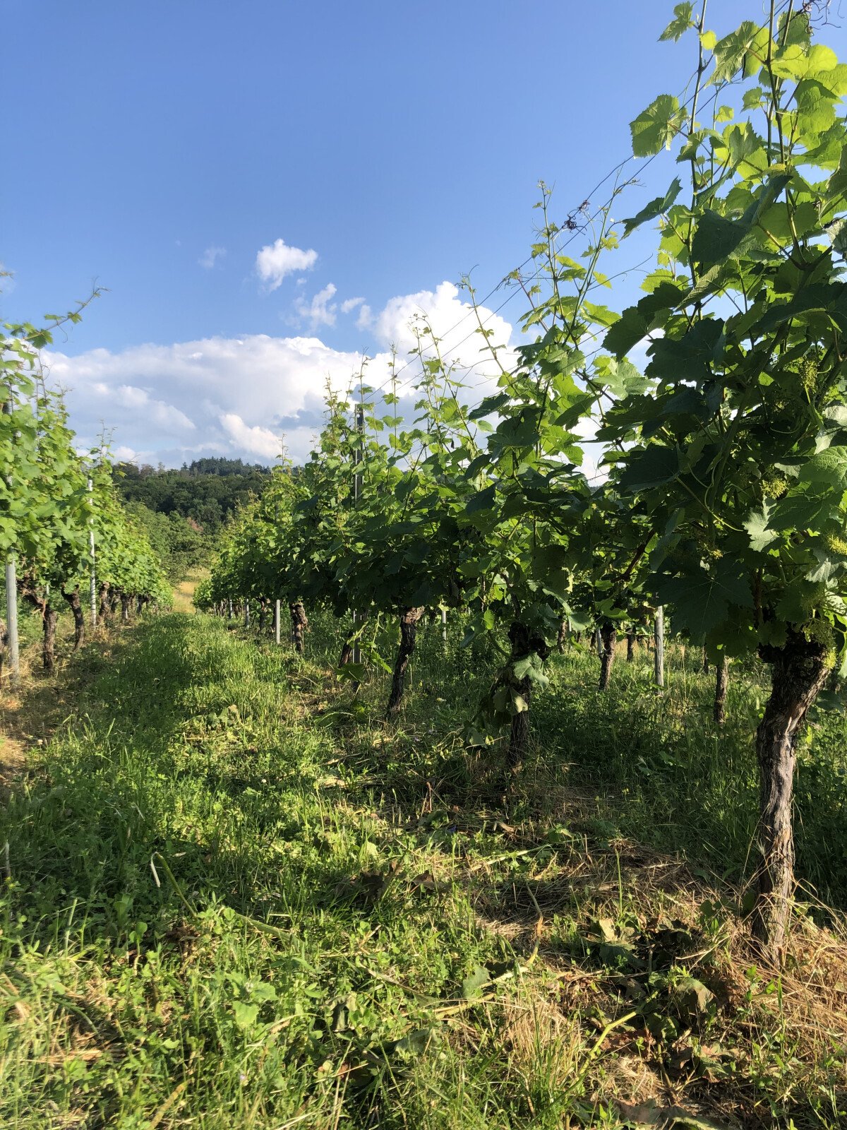 1646913178_Seeheim4