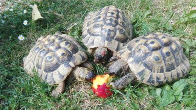 Unsere Schildkröten