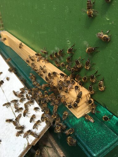 Ab Sommer 2022 gibt es Honig von unseren Bienen