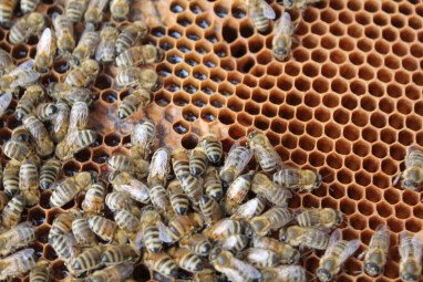 Ab Sommer 2022 gibt es Honig von unseren Bienen.