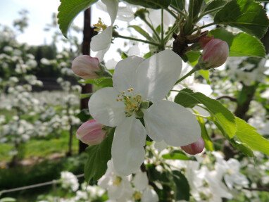 Apfelblüte ein aufregendes Dufterlebnis