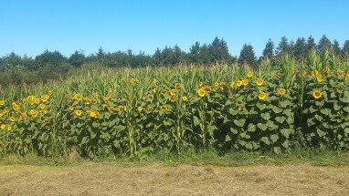 Das angrenzende Sonnenblumen- und Maisfeld