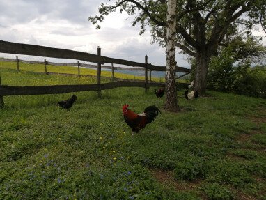 Hühner und Hähne in Freilandhaltung