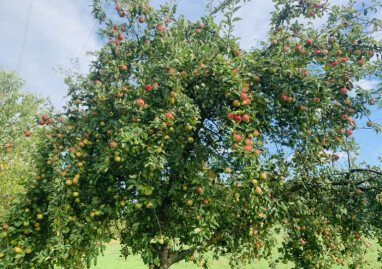 Streuobstbäume, u.A. Apfel, Kirsch, Birne, Zwetschge, Mirabelle