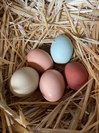 täglich frische, bunte Bio Eier von unserem Bioland Hof gegenüber.