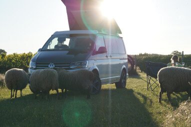 Campen inmitten unserer Schafe.