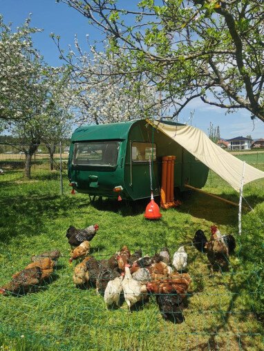 campen mit den Hühnern