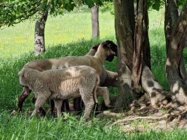 Ihre Nachbarn :) Unsere Schafweide grenzt an die Stellplätze