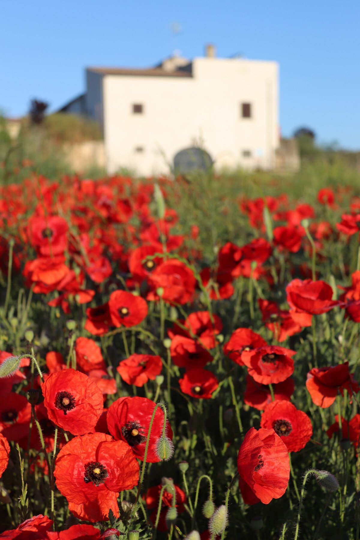 1670417080_Papaveri-agriturismo-Puglia_-_Copia