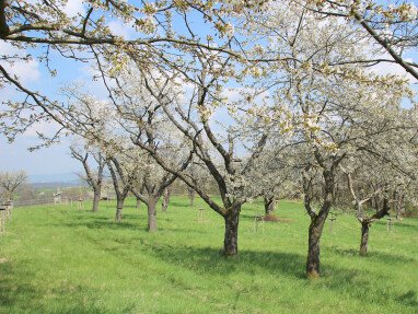 Frühlingspracht in Mitten jahrhundertealter Obstsorten.