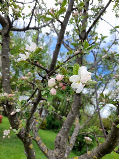 Obstbaum blühte im Frühling