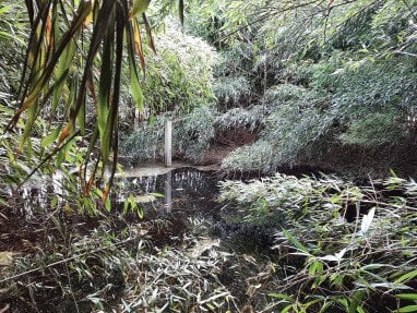 kleiner Teich/Tümpel mitten im Bambuswäldchen
