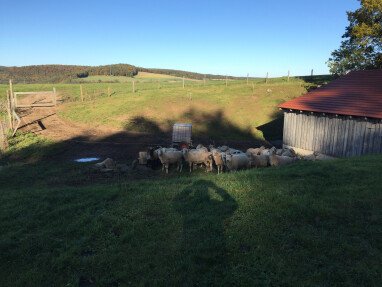 Am Abend gehen die Schafe von alleine in ihren Stall.