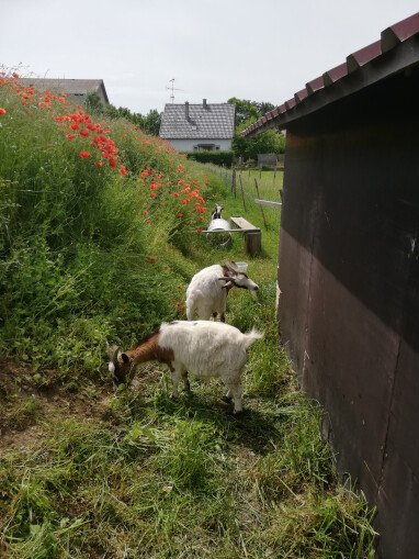 Unsere Ziegen freuen sich über jeden Besuch