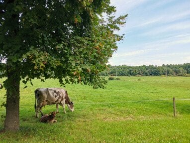 Kuh mit Kälbchen auf der Weide gegenüber