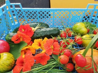 Les légumes d'été