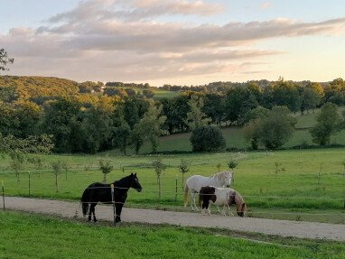 View of the meadow and horses in front