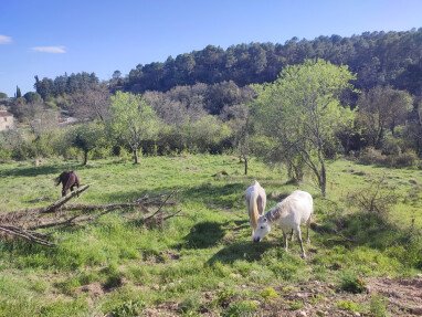 il y a parfois des chevaux