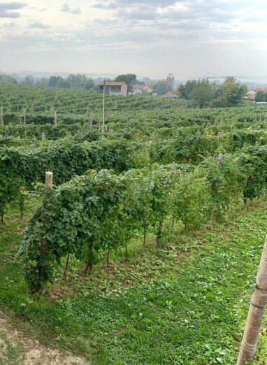 area per sosta su sterrato immersi nella vigna
Off-Road-Parkplatz mitten im Weinberg