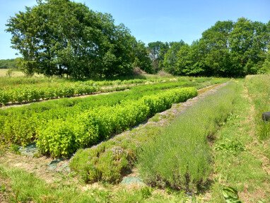 Jardin des plantes aromatiques et médicinales