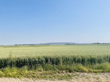 Blick von der Wiese über ein Weizenstück in die Weite (Foto Juni 2023)