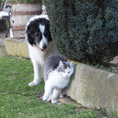 Hofhund Ben mit seinem Kumpel