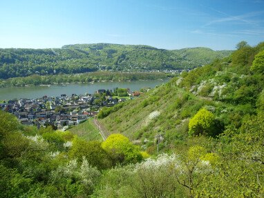 Der Blick von oben ins Rheintal.