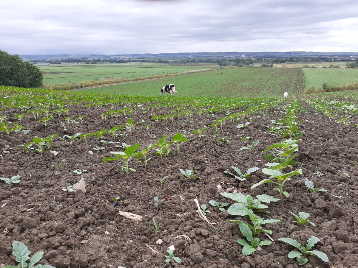 1670417048_Campo-di-girasoli-bio