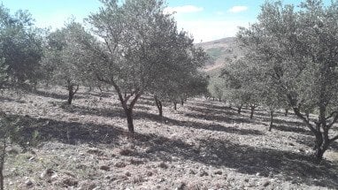 produzione di olio extravergine di oliva