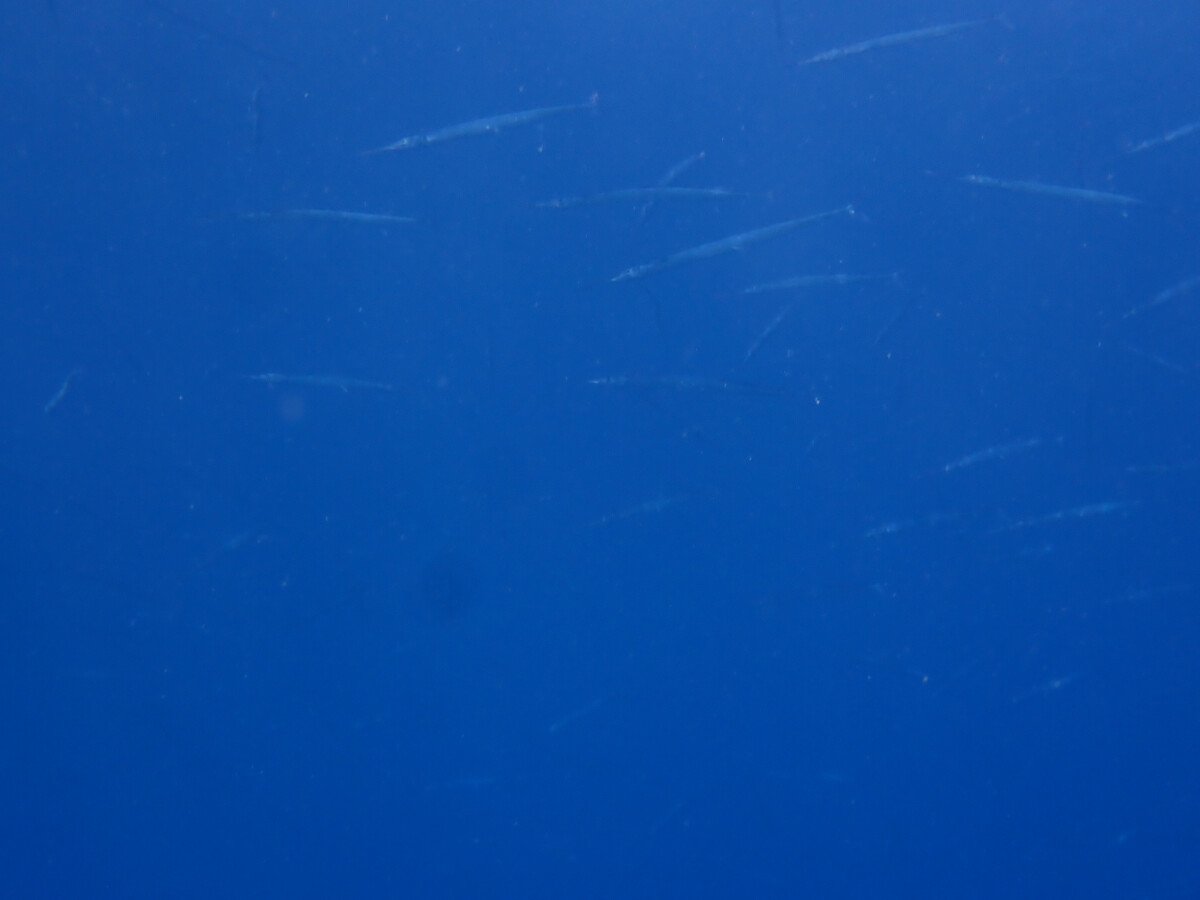 1688382624_image00007