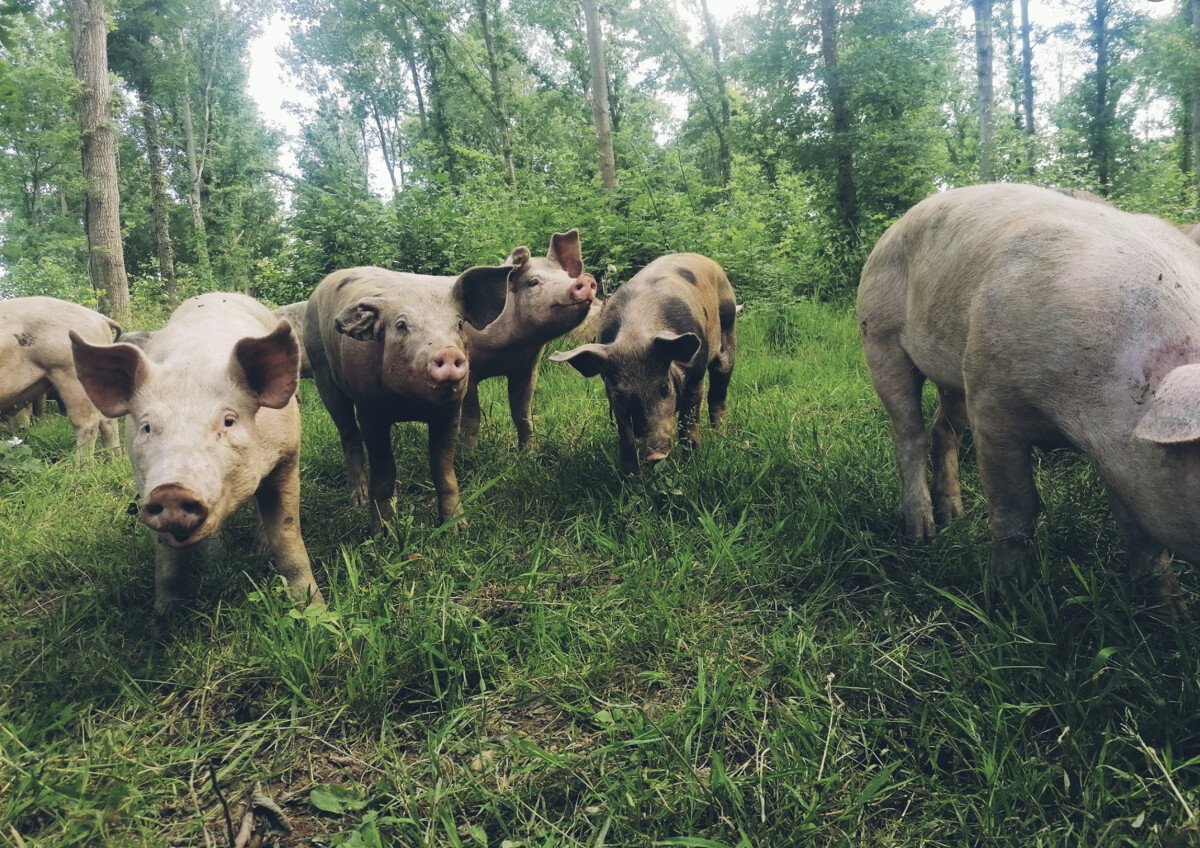 1688656084_Screenshot_2023-07-06_at_17.05.03