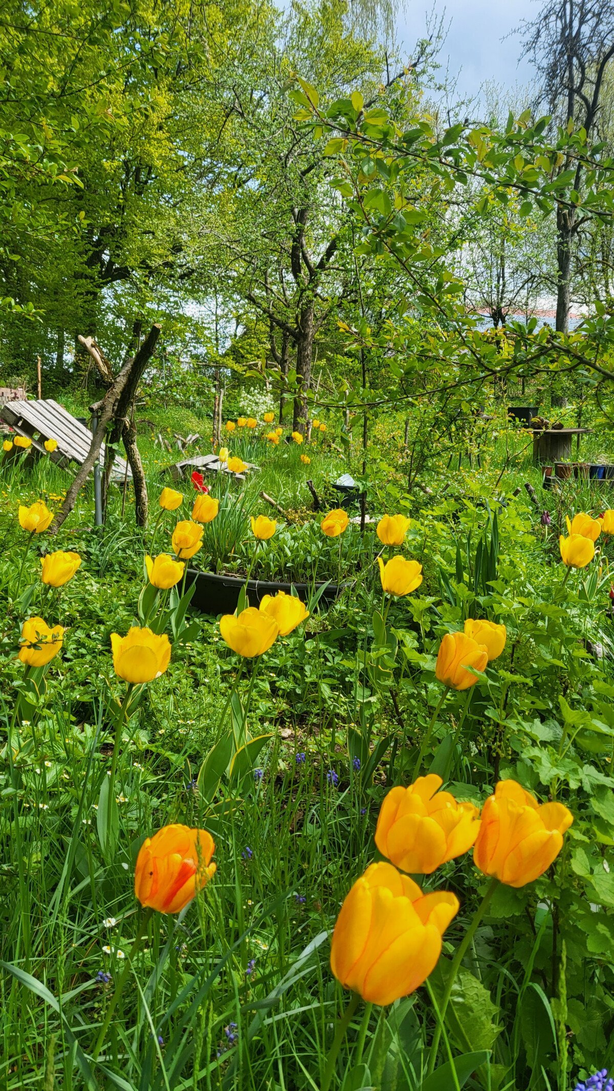 Gelbe Tulpen 